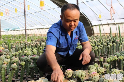 校园多肉文：新学期多肉植物养护技巧分享，助你在学习之余享受绿色生活乐趣！